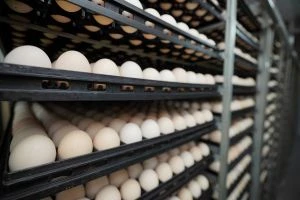 Експорт яєць з України зріс на 20%: головні ринки збуту