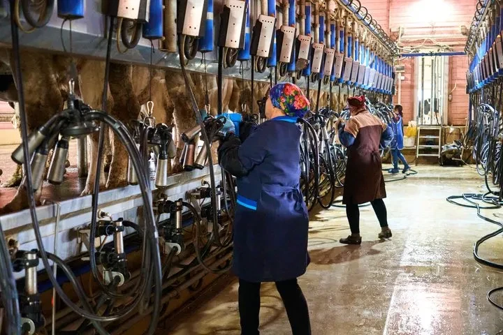 Ферма на Сумщині: тисяча корів працюють попри обстріли